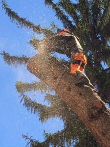 Tree climbing
