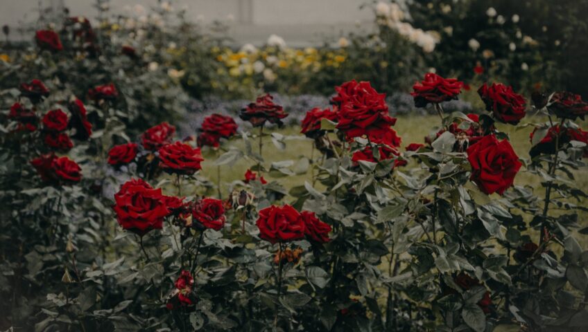 Potatura delle Rose