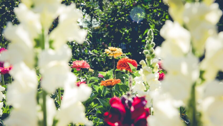 giardiniere essenze arboree