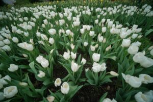 Contratti di Manutenzione giardini