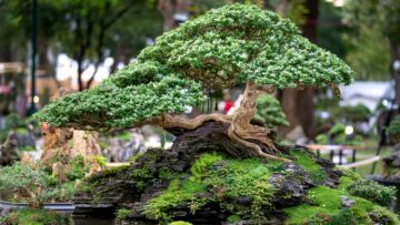cura dei bonsai