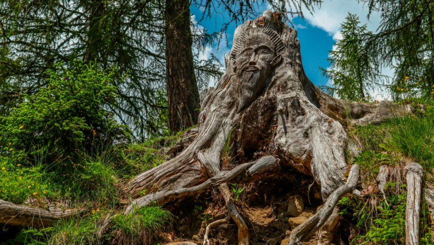 Segnali Che il Tuo Albero Va Abbattuto